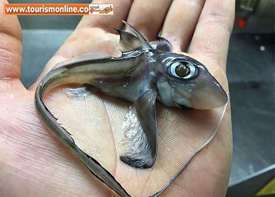 عجیب ترین موجودات دریایی