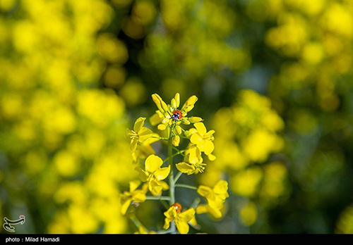 مزارع چشم‌نواز کُلزا