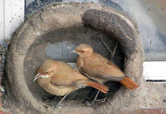 عکس: مهندسی ساختمان پرندگان