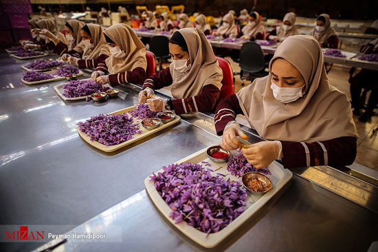 کارخانه فرآوری و بسته بندی زعفران