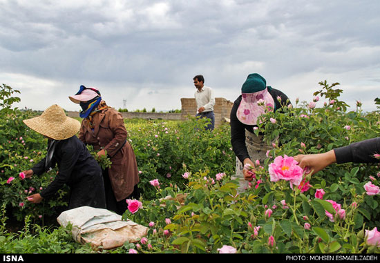 برداشت گل محمدی در روستای فرخد مشهد