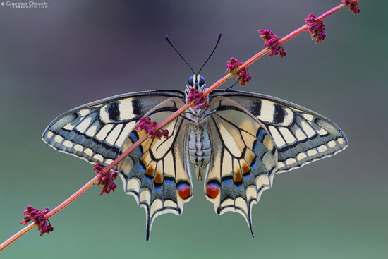 زیبایی پروانه‌ها در تصاویری نفس‌گیر
