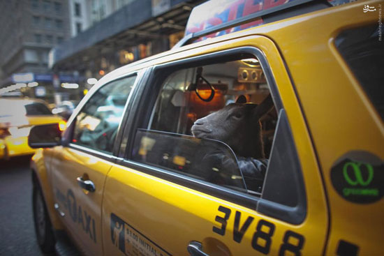عکس: حیوانات خانگی عجیب نیویورکی‌ها