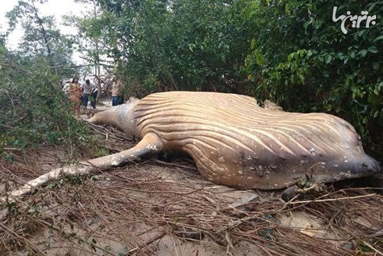 نهنگی که در جنگل آمازون پیدا شد!