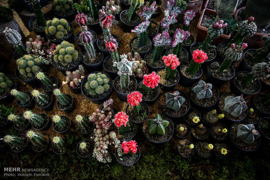 عکس: افتتاح نمایشگاه گل و گیاه در تهران