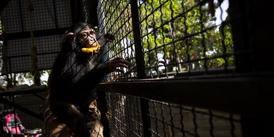 آخرین وضعیت «باران»، تنها بچه ‌شامپانزه ایران