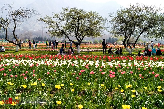 جشنواره گل‌های لاله در بهشت روی زمین