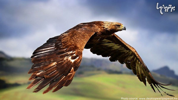 10 عقاب غول پیکر روی زمین +عکس