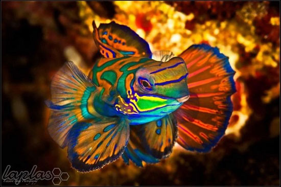 ماهی اژدهایی؛ رنگارنگ ترین ماهی دنیا
