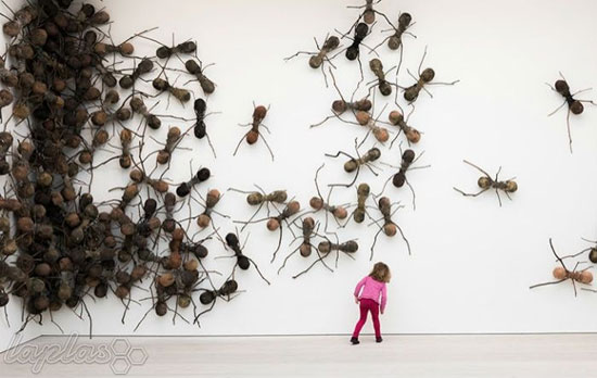 حمله مورچه‌ها به کاخ رئیس جمهور! +عکس