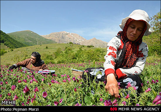 عکس: جشنواره گل گاوزبان