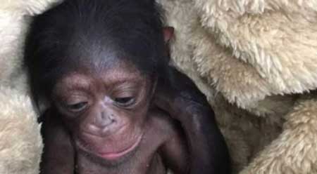 شرایط «باران»، بچه شامپانزه تهران چگونه است؟