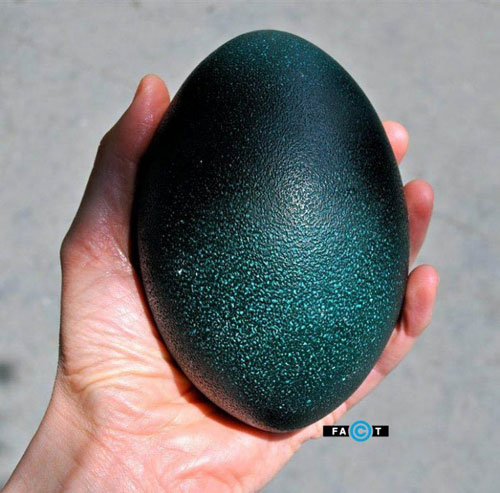تخم شترمرغ استرالیایی