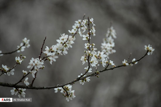شکوفه‌های بهاری در گیلان