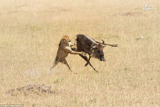 تصاویری دیدنی از همکاری دو یوزپلنگ برای شکار