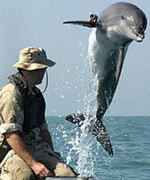 ورود دلفین هاي جنگجو به تنگه هرمز + عکس