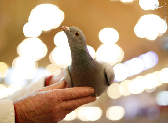 عکس: رقابت کبوتربازان انگلیسی