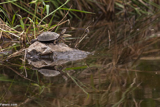 لاک‌پشت از گلوی تمساح پایین نرفت! +عکس