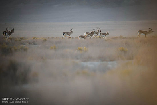 عکس: حیات وحش پارک ملی گلستان