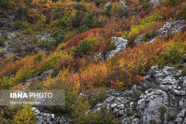 ایران زیباست؛ رنگ آمیزی پاییز در «پرور»