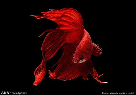 عکس: ماهی‌ها در آتلیه عکاسی