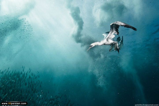 زندگی زیر آب به روایت این عکس ها