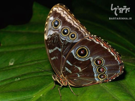 تصاویری بی نظیر از دنیای زیبای پروانه ها