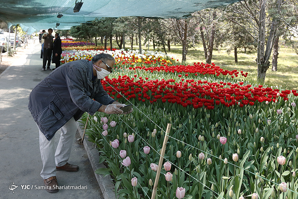 لاله‌ای برای مادران