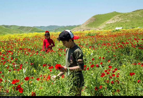 طبیعت بهاری استان گلستان