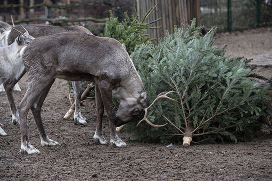 درختان کریسمس، شام حیوانات باغ وحش شدند