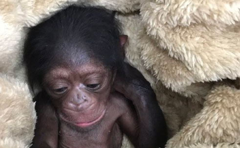 دل‌نگرانی برای بچه شامپانزه خاصِ پارک ارم