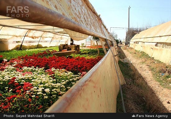 عکس: بازار گل و گیاه محلات