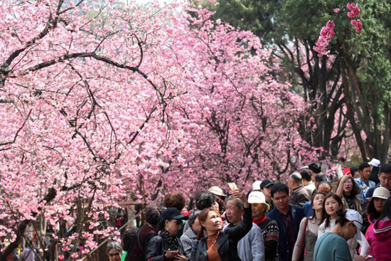 شکوفه‌های بهاری در چین و ژاپن