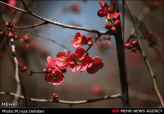 تصاویر: شکوفه‌های بهاری - زمستانی!