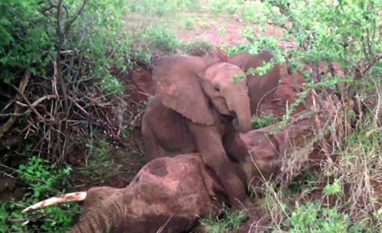 بچه فیلی که حاضر به قبول مرگ مادرش نبود