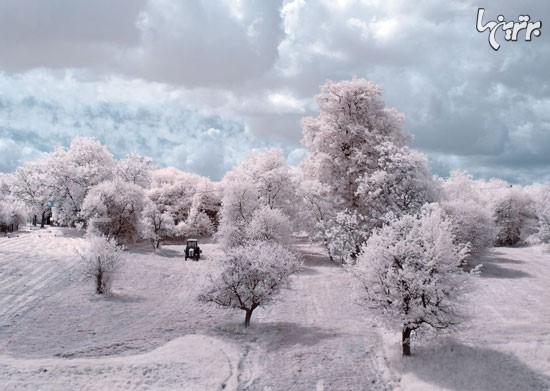 شکوه و زیبایی درختان در لهستان +عکس