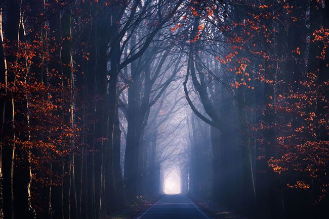 تصاویری زیبا از مناظر جادویی جنگل های هلند