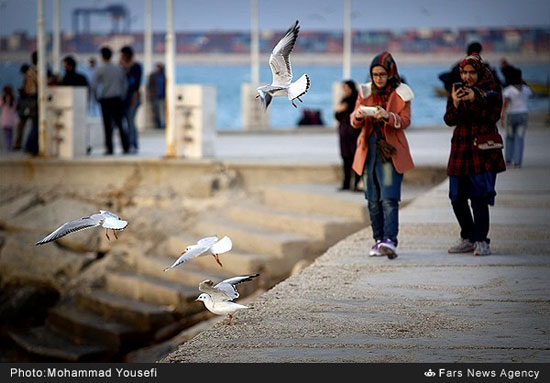 مرغان دریایی ساحل بوشهر