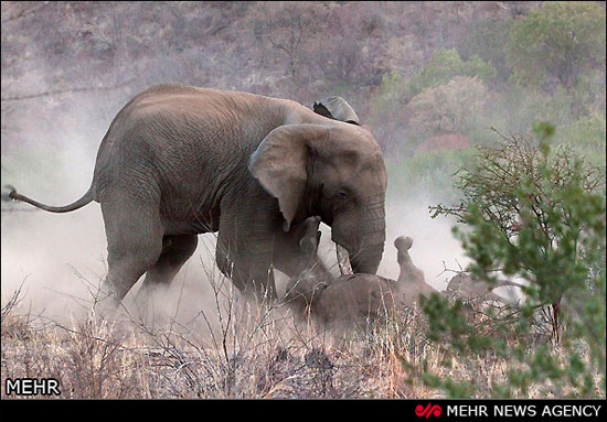تصاویری دیدنی از نبرد فیل و کرگدن