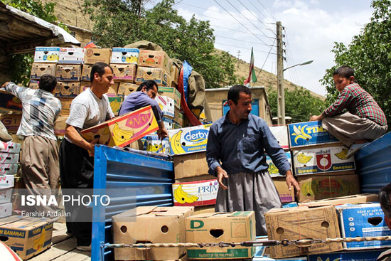 برداشت توت فرنگی در کردستان