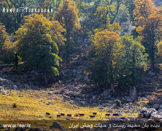 تصاویر زیبا و کم‌نظیر از حیات وحش مازندران