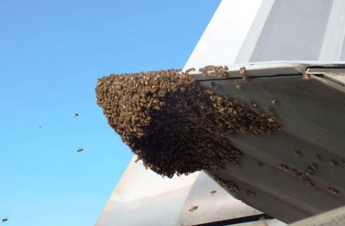 زنبورها پیشرفته ترین جنگنده را زمین گیر کردند
