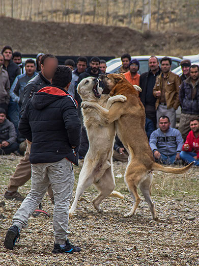 عکس: نبرد خونین سگ‌ها در زنجان (12+)