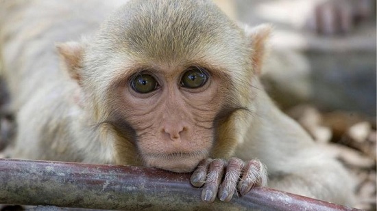 آزمایش موفقیت‌آمیز واکسن کرونا روی میمون‌ها