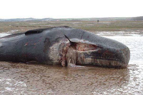 تلف شدن نهنگ گوژپشت در سواحل چابهار