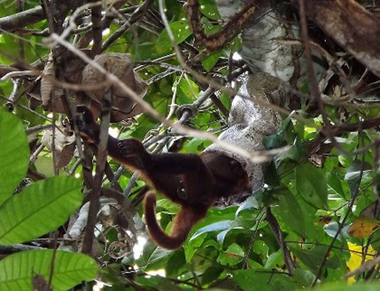 بوآی قاتل میمون ها +عکس