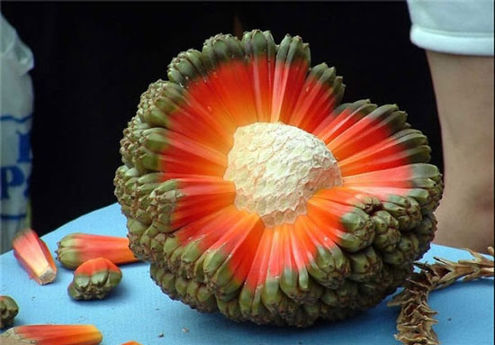 عجیب‌ترین میوه‌ها و سبزیجات جهان +عکس