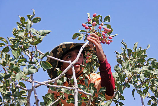 عکس: برداشت پسته در جای جای ایران