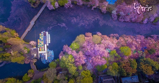 رنگ آمیزی دریاچه توکیو با شکوفه ها