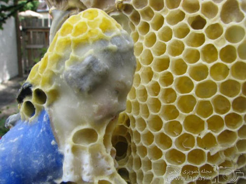 مجسمه سازی با کمک زنبور عسل +عکس